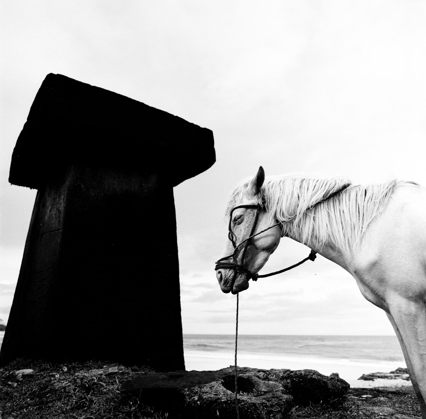 HORSE IN ROTENGARRO VILLAGE