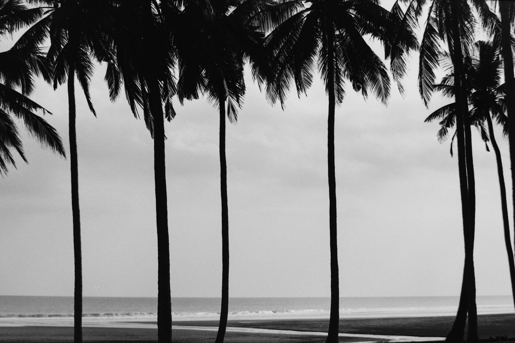 PALMS AND A BEACH