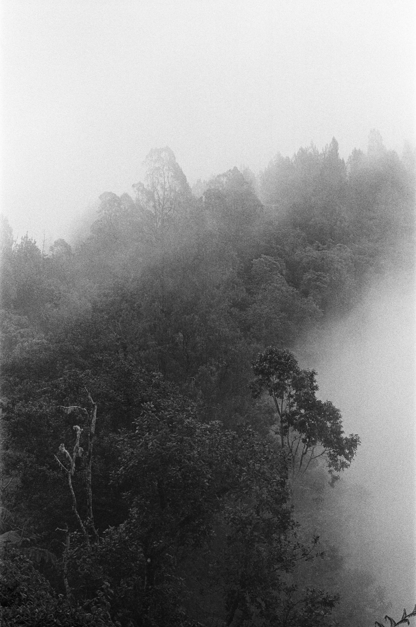 MISTY FOREST