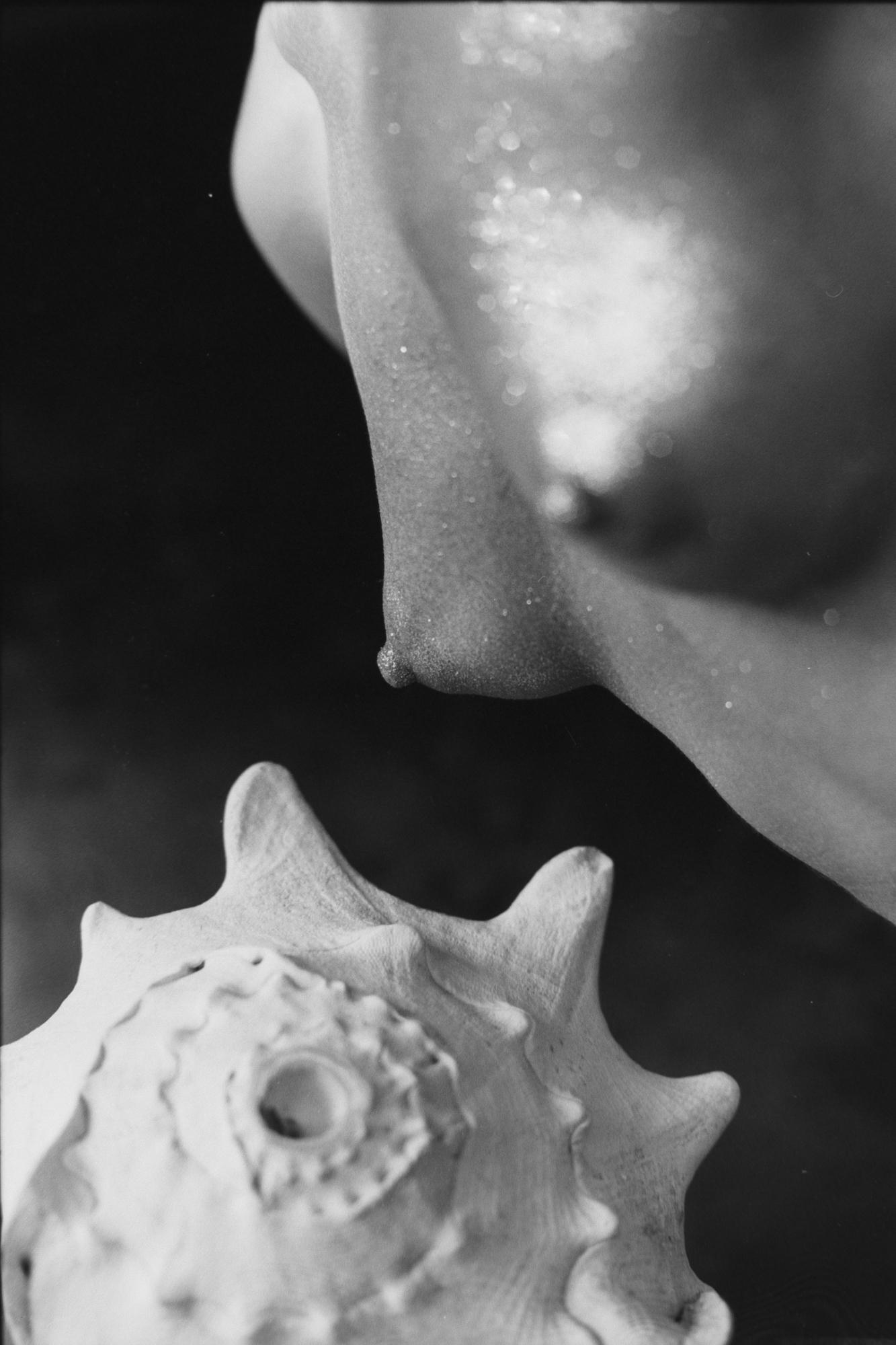 MERMAID AND A SHELL